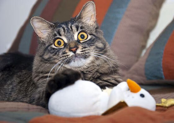 MILANSPORT下载-中国男篮再出发 全力备战亚洲杯,中国男篮2021年亚洲杯预选赛视频