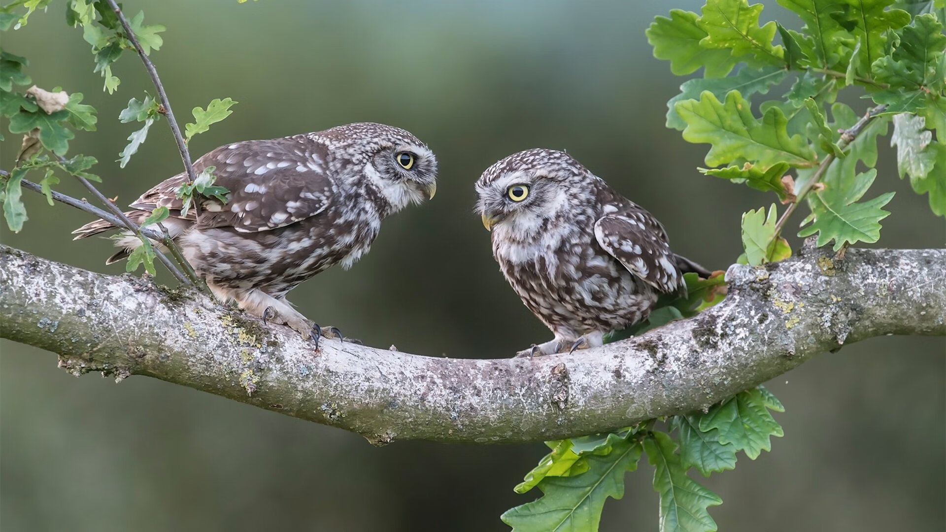 Milan Sports-全国跳绳公开赛新设技巧组合赛吸引关注，2018-2021年全国跳绳竞赛规则