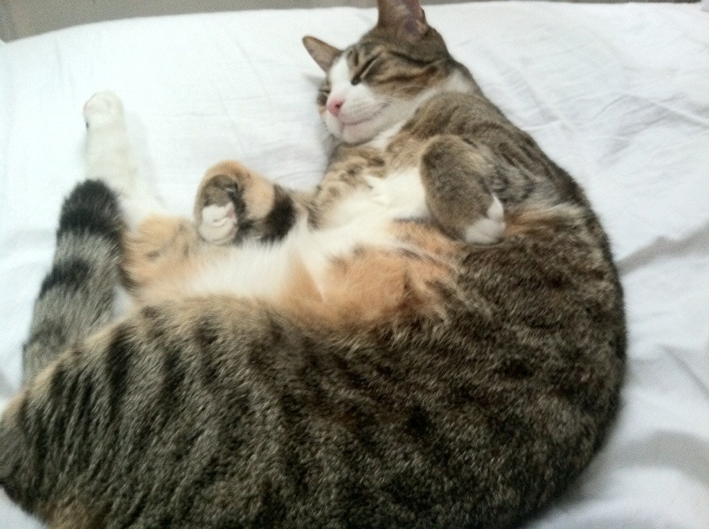 米兰体育-替补球员发挥出色，展现深厚实力，替补球员从哪上场