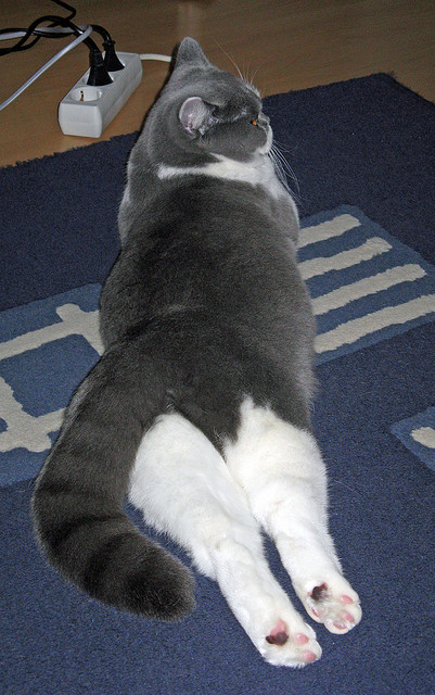 MILANSPORT入口-杨瀚森被誉为中国约基奇夏联表现惊艳,杨约翰初舞台