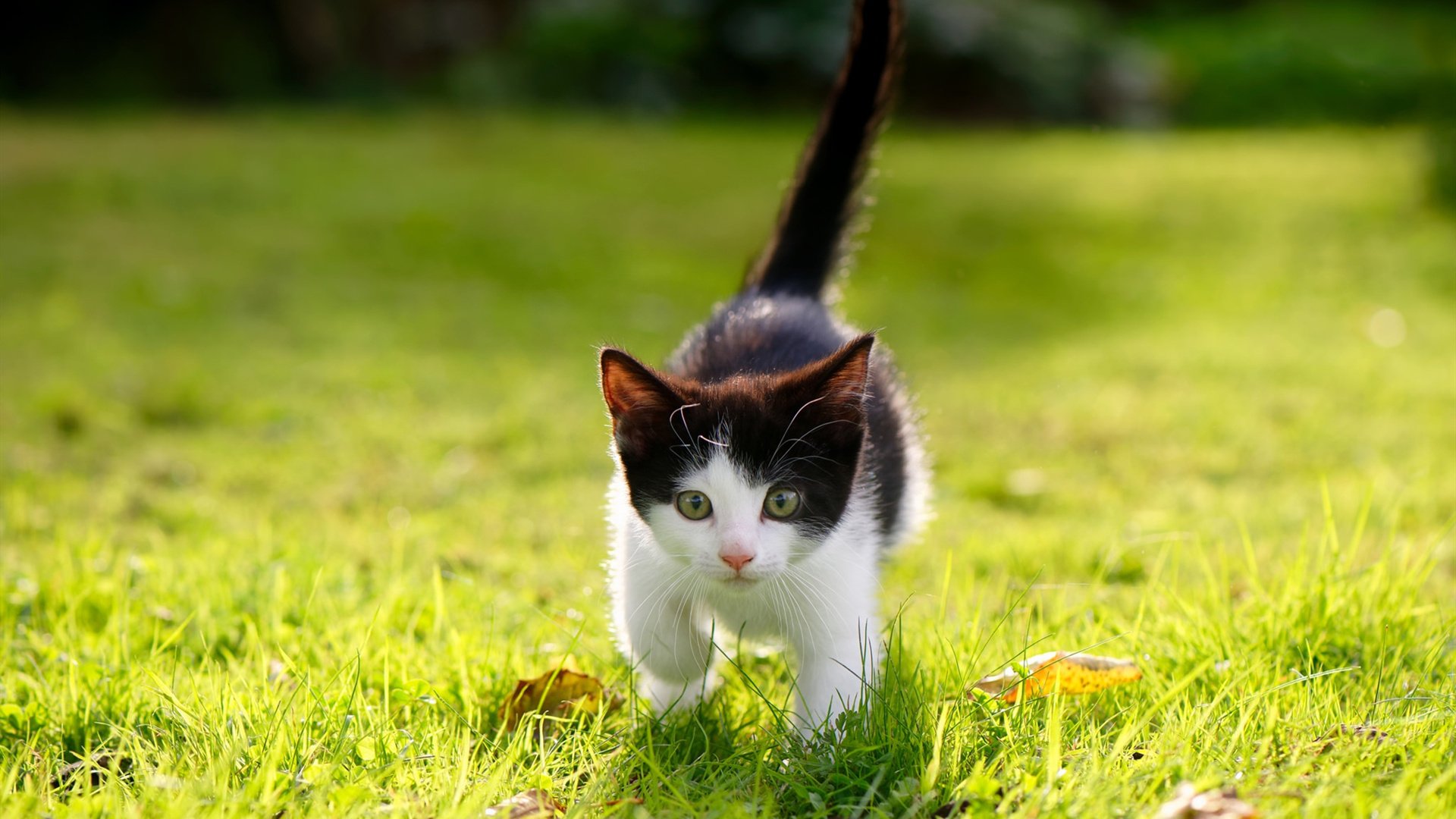 米兰体育官网-速度分布曲线：前半程更快还是后半程？，速度分布曲线是什么形状