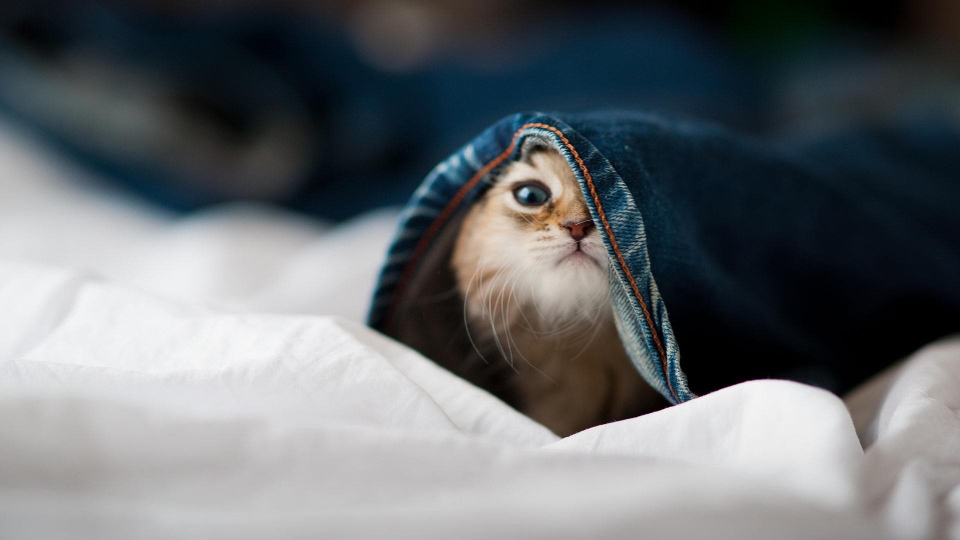 MILANSPORT入口-世界杯神级扑救：门将的关键时刻救场，世界杯守门员扑球视频