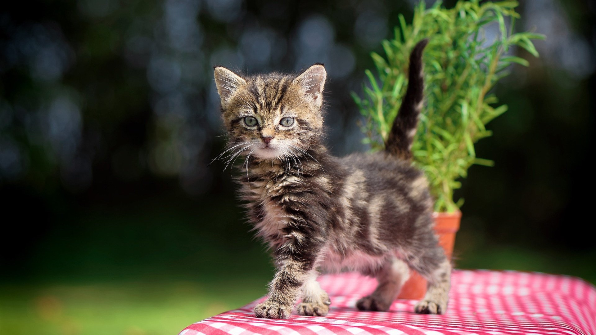 米兰体育APP-仰泳赛场南非男将稳中有升,仰泳2017