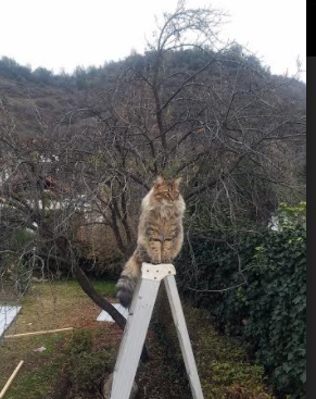 Milan Sports-克莱尔·柯尔赞刷新个人最佳成绩,克莱尔s+