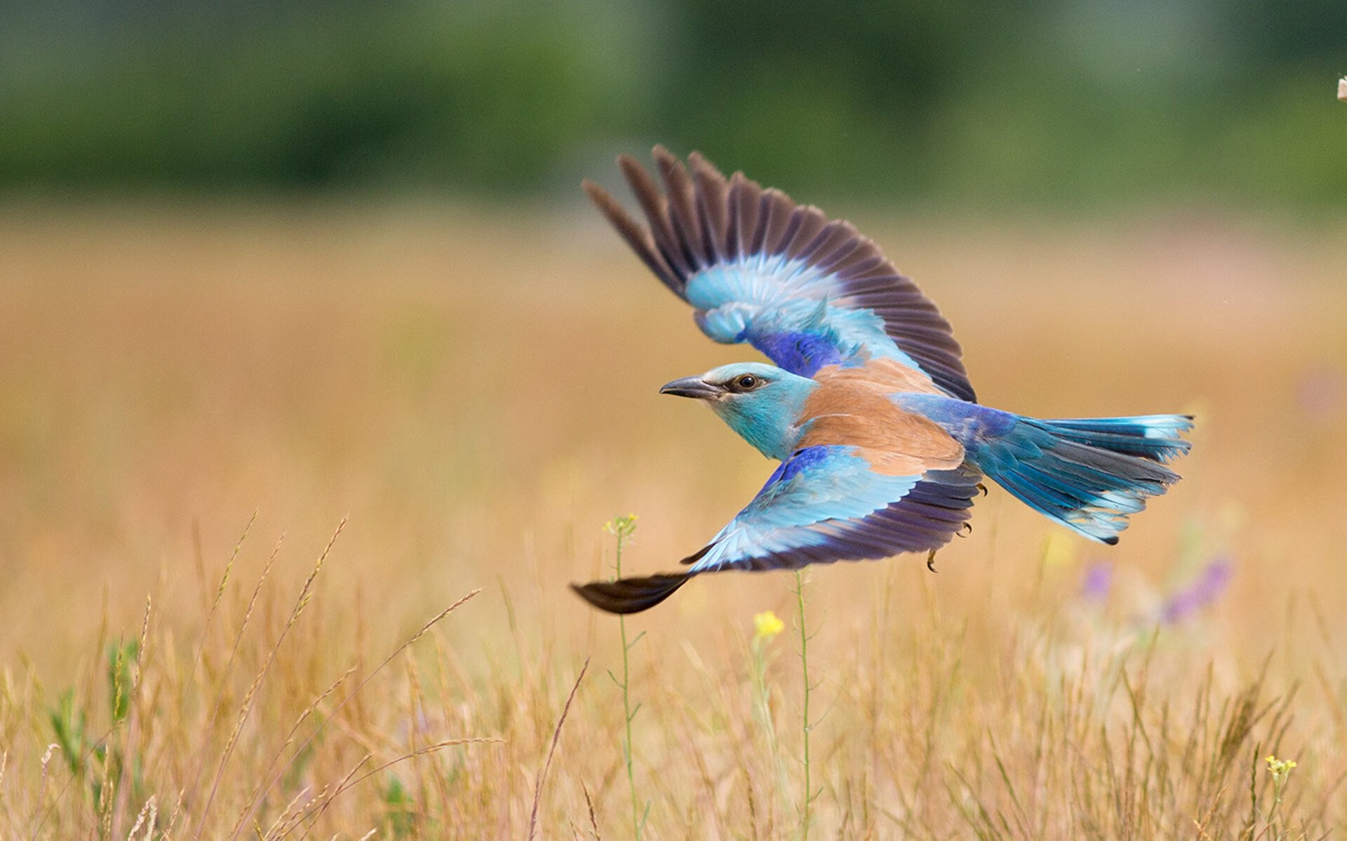 MILANSPORT下载-孙颖莎成功卫冕冠军全运会羽毛球,全运会孙颖莎比赛结果