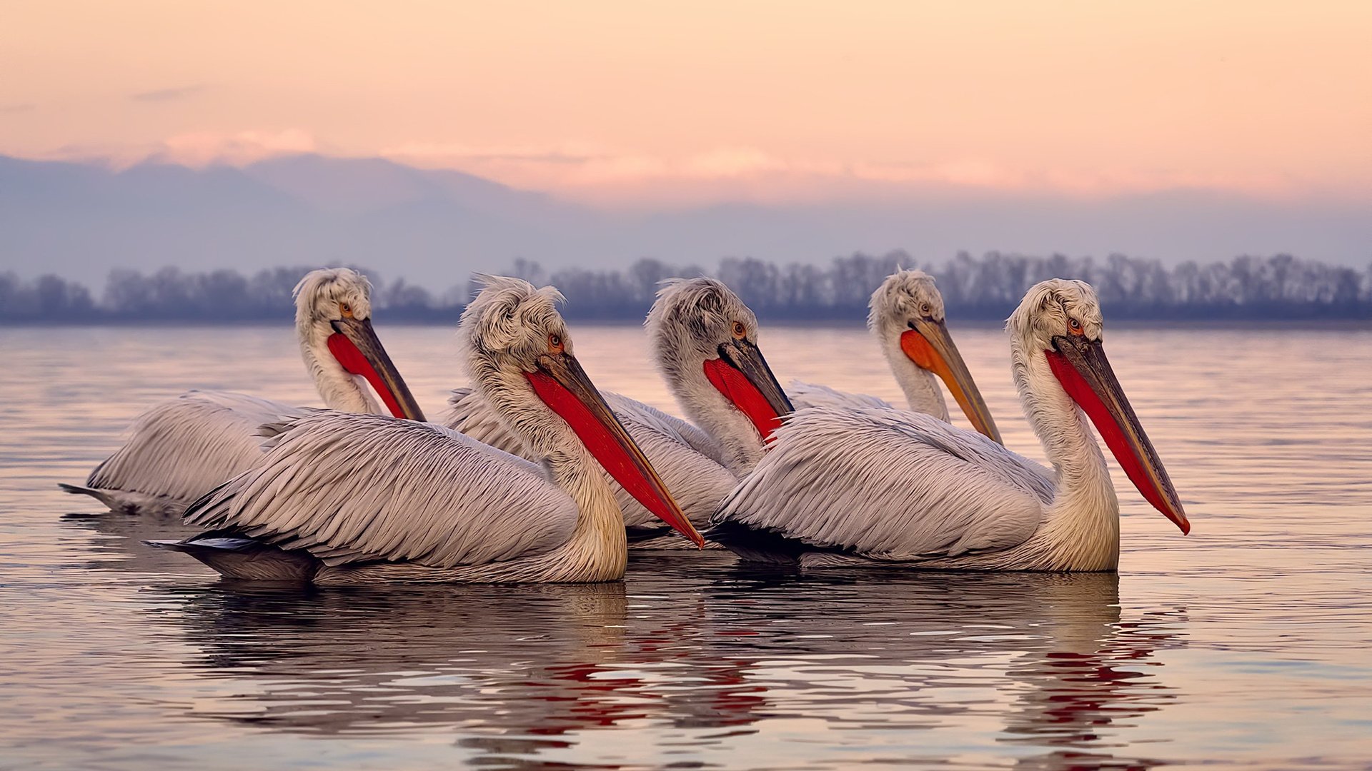 MILANSPORT入口-欧洲杯战场:战术智商与球员发挥的极致竞技,欧洲杯比赛分析推荐