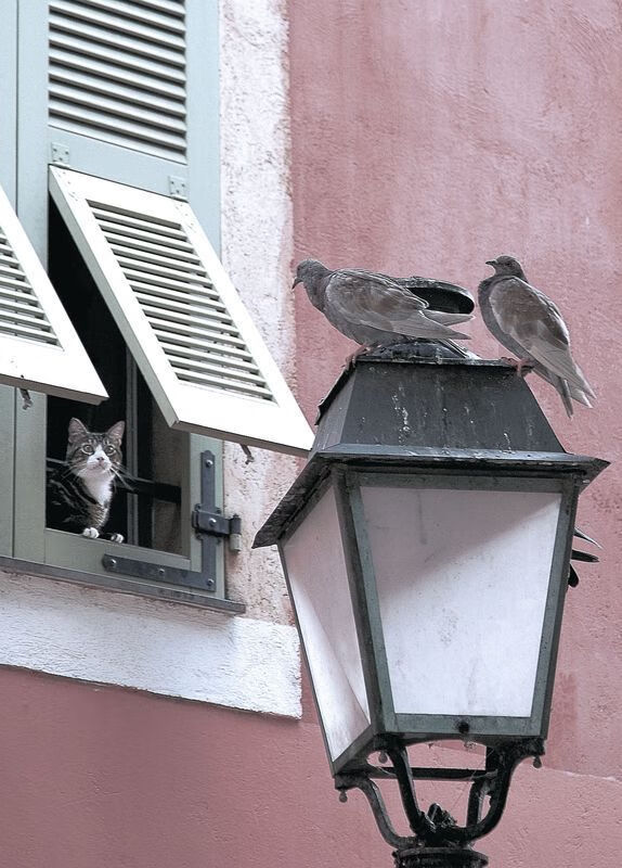 Milan Sports-火箭前锋爆发力训练视频获得高浏览量,火箭的大前锋