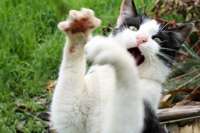 Milan Sports-火箭前锋爆发力训练视频获得高浏览量,火箭的大前锋