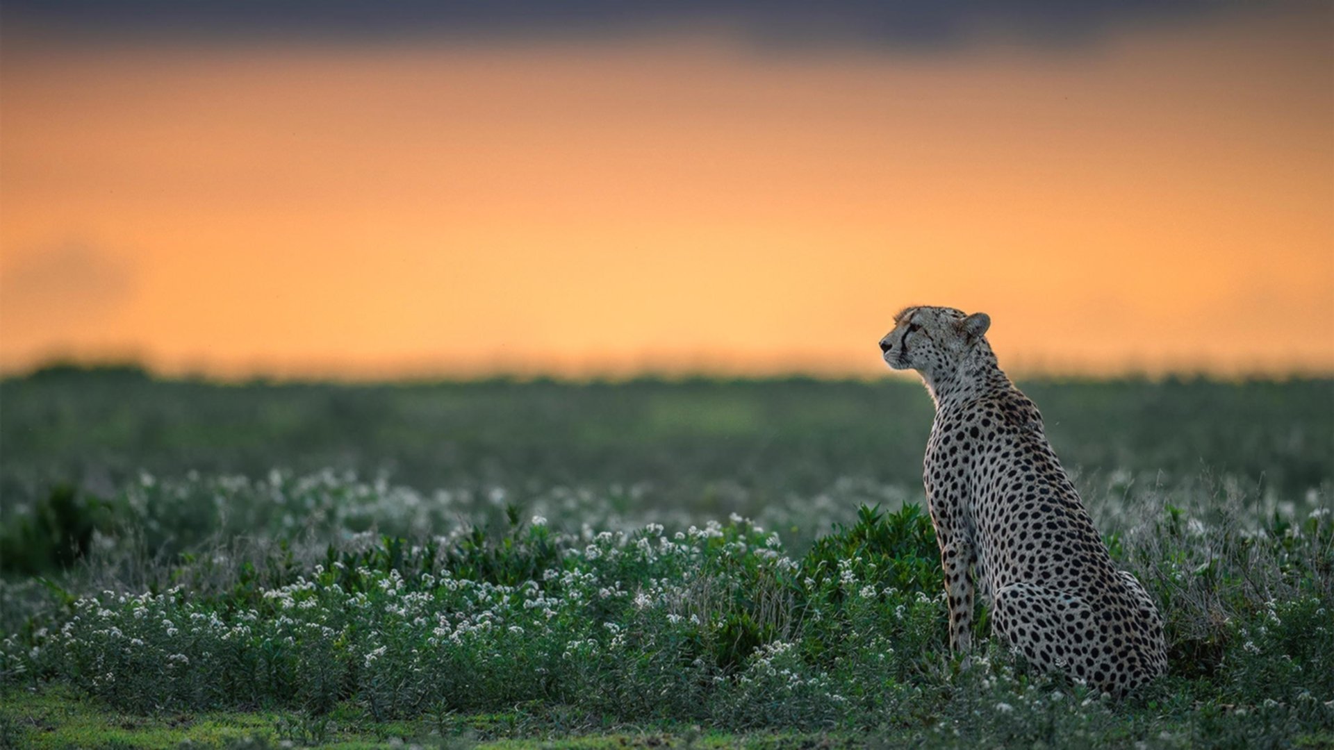 MILANSPORT入口-英超疯狂进攻:极速突击,让人目不暇接,英超最快进球
