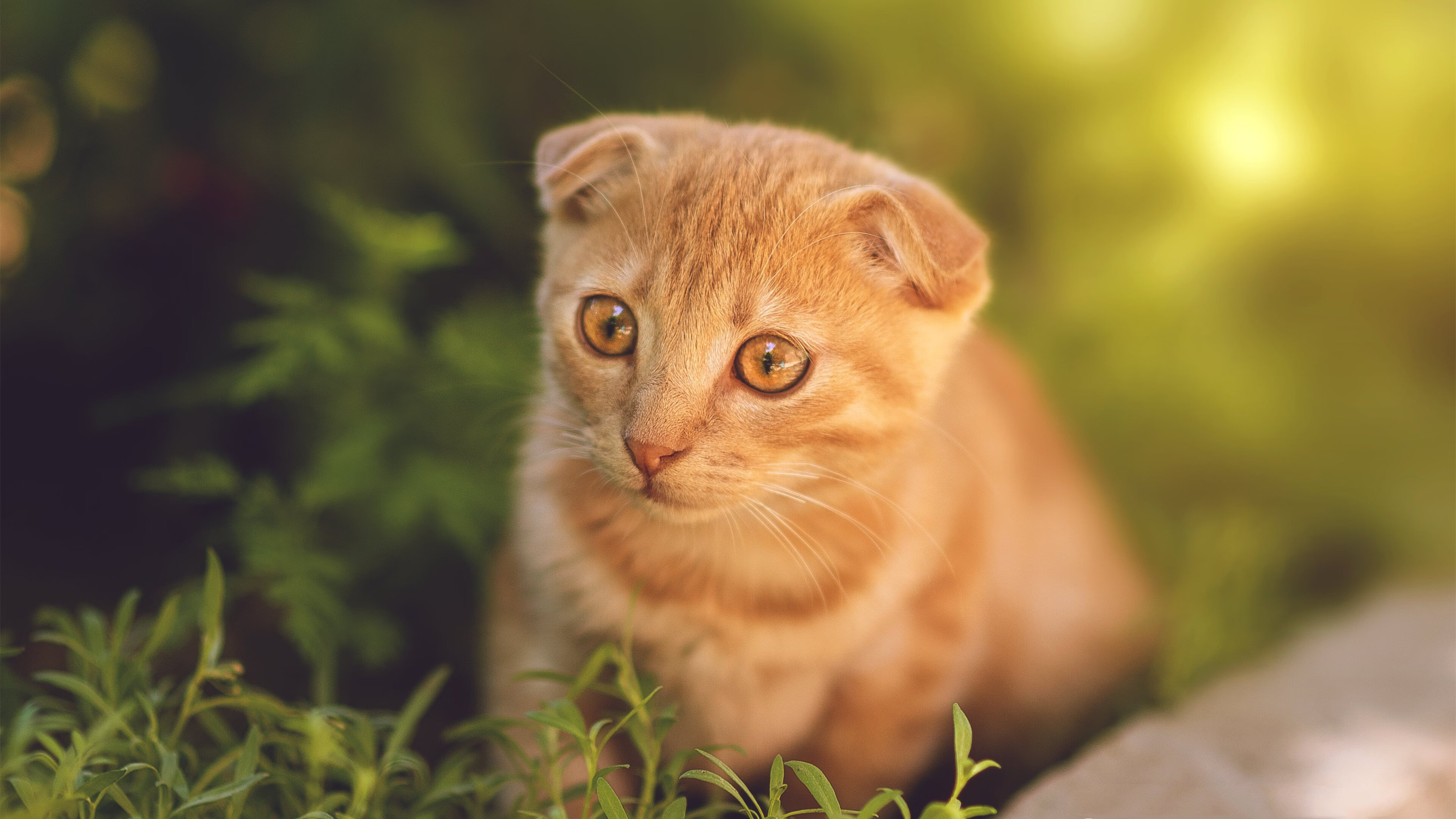 米兰体育官网-蝶泳赛场中立代表队A选手爆发力强,蝶泳 比赛