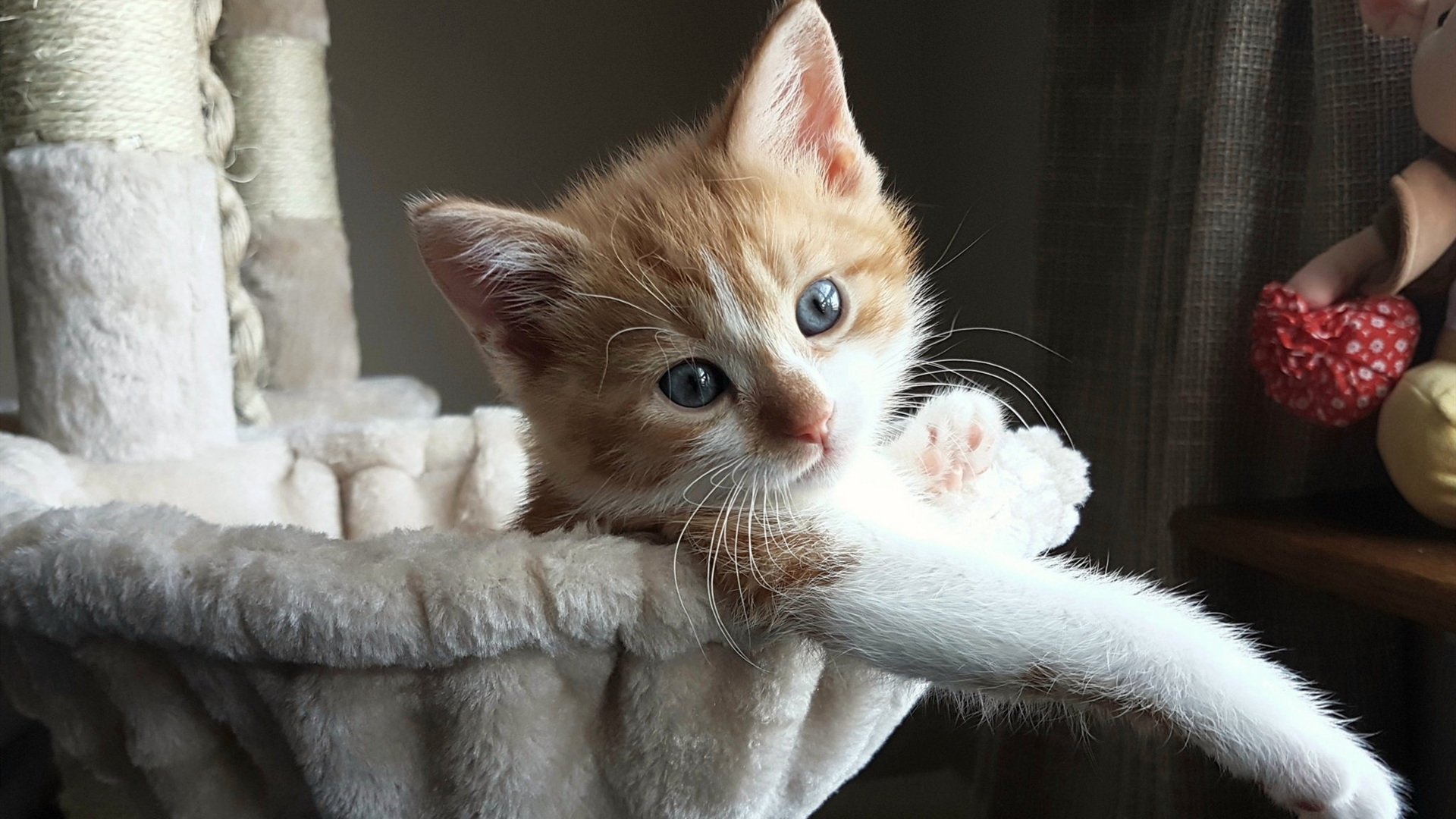 -谷爱凌谈梦想称不断突破才有成长,谷爱凌的努力